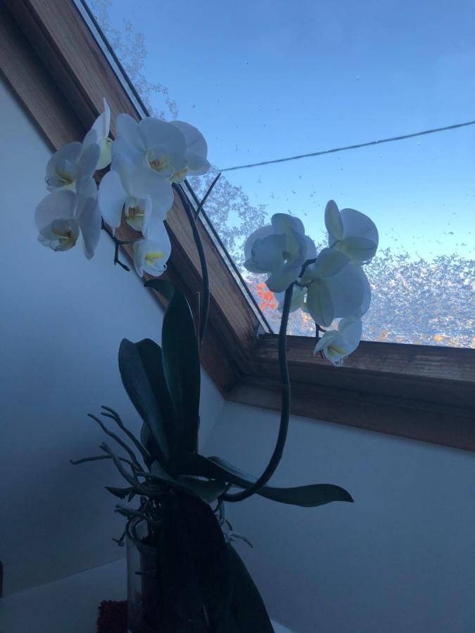 Manni Homestay Kuressaare Bagian luar foto
