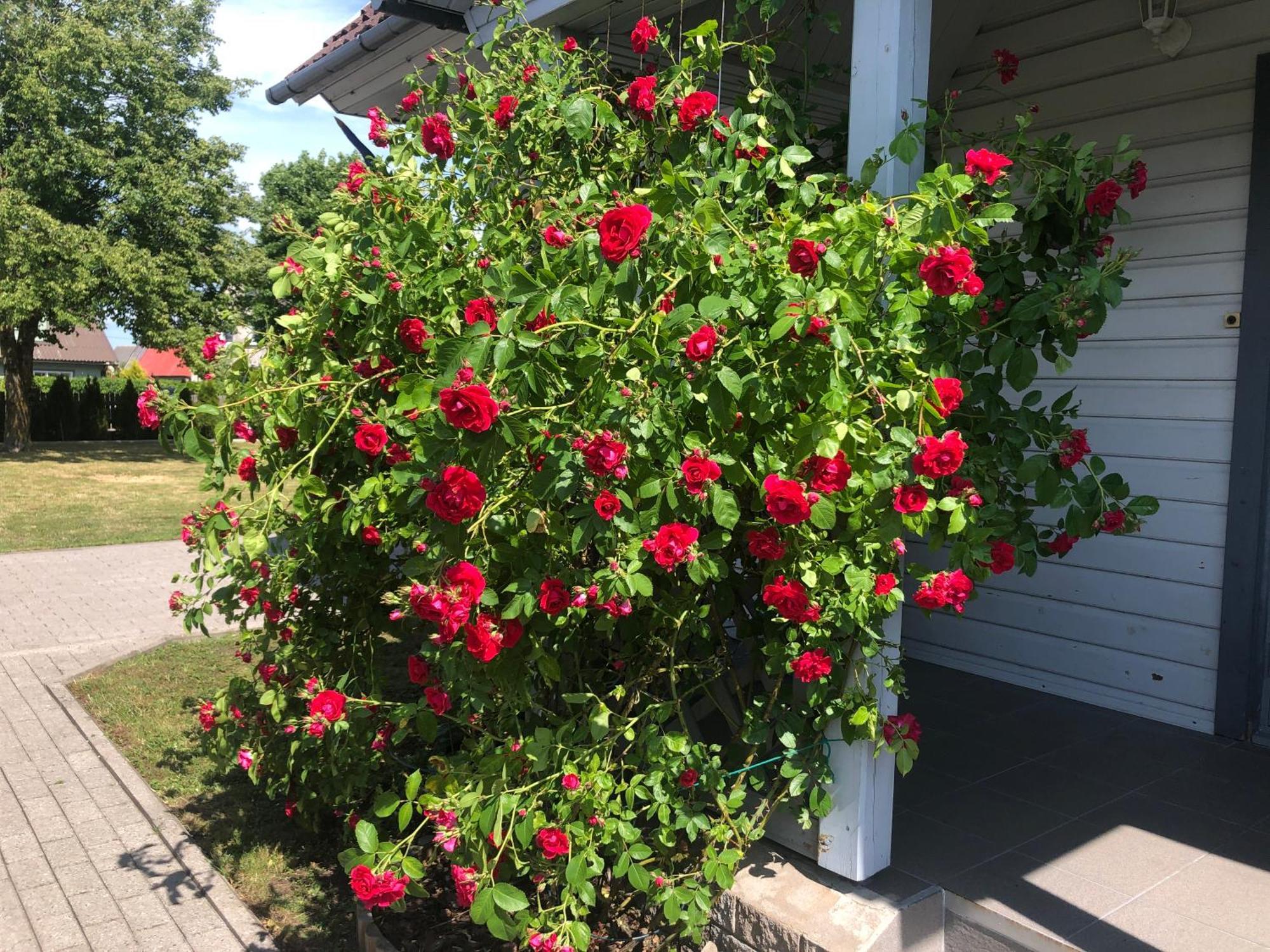 Manni Homestay Kuressaare Bagian luar foto